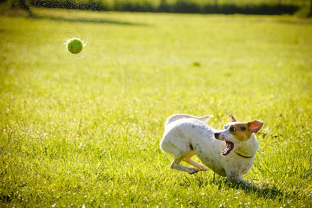 Castlebrook - Pet Friendly Apartments